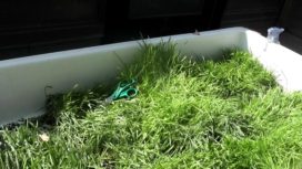 Playing with Grass - Vimeo thumbnail